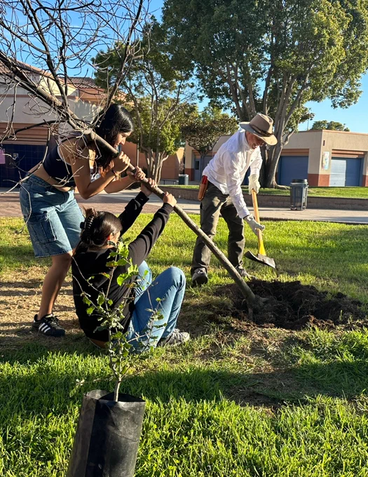 Students and their teacher are planting a tree.