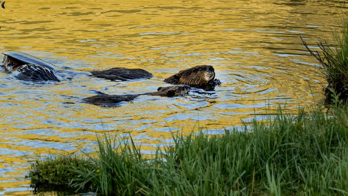 Near the grassy bank of a stream, A beaver family swims and nibbles on aspen branches in Spawn Creek, Utah. Their tails and heads are poking out from under the water. Credit: Sarah Koenigsberg