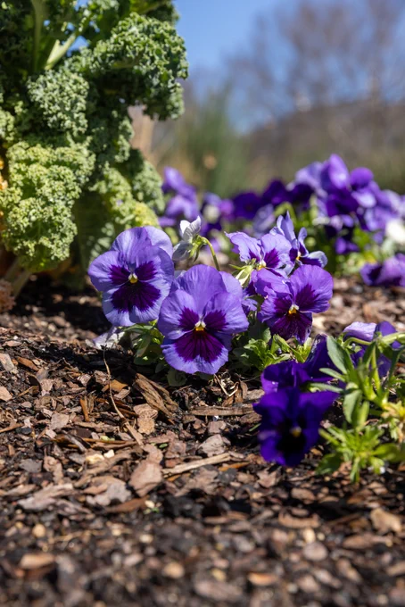 Bright purple pansies and a kale plant blooming in a garden with mulched soil, under sunny conditions.