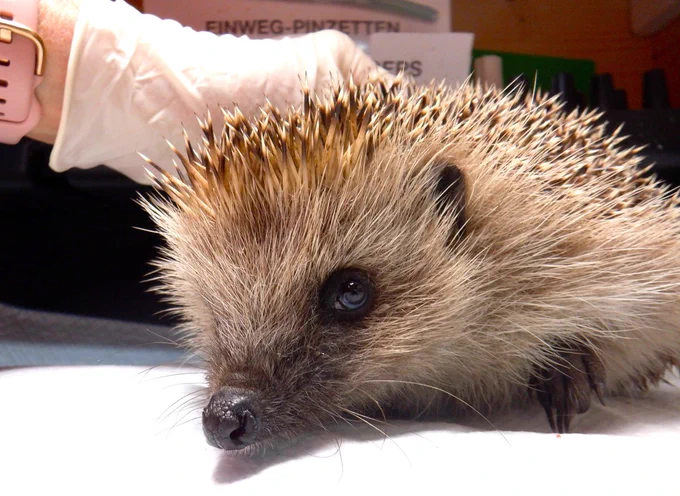 Christian, a patient in treatment at Hedgehog Cabin, a multi award winning hedgehog hospital.