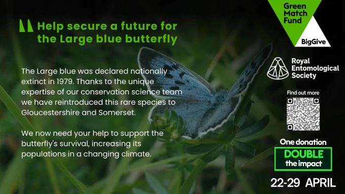 The Large blue was declared nationally extinct in 1979. Thanks to the unique expertise of our conservation science team we have reintroduced this rare species to Gloucestershire and Somerset.

We now need your help to support the butterfly's survival, increasing its populations in a changing climate.