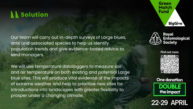 Our team will carry out in-depth surveys of Large blues, ants and associated species to help us identify population trends and give evidence-based advice to land managers. 

We will use temperature dataloggers to measure soil and air temperature on both existing and potential Large blue sites. This will produce vital evidence of the impacts of extreme weather and help to prioritise new sites for introductions into landscapes with greater flexibility to prosper under a changing climate.