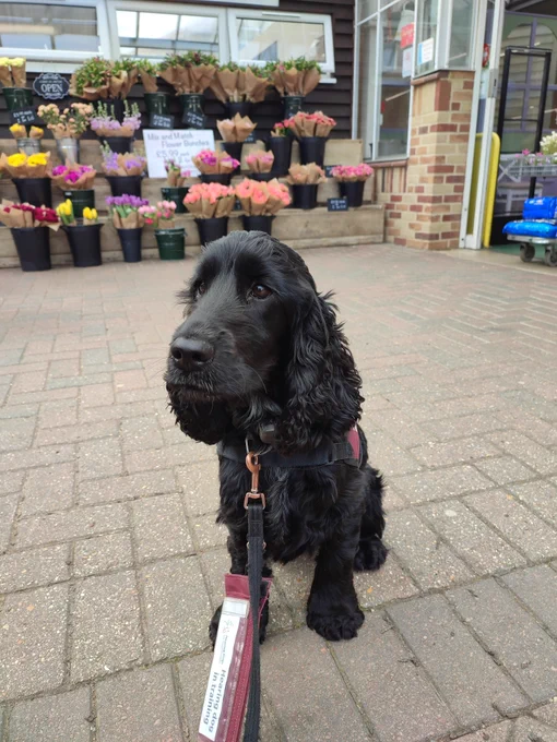 Black cocker spaniel, Gertie, sitting outside at a garden centre in her burgundy training jacket and looking towards the camera.