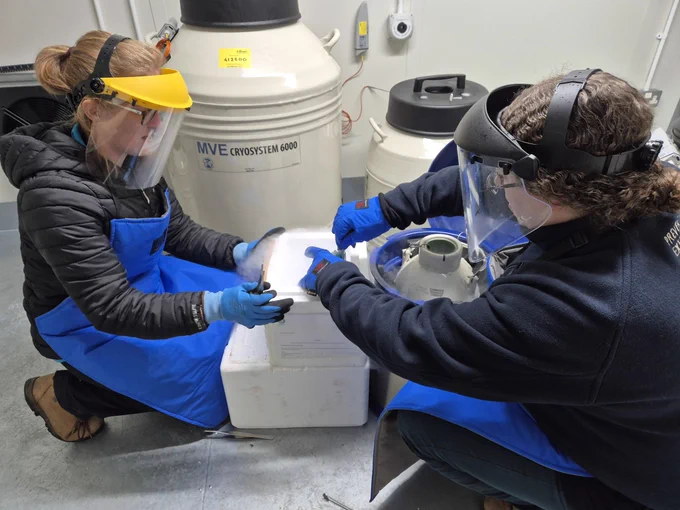 Two scientists moving samples from a nitrogen-filled box to a tank. They both have long hair tied back and are wearing visors.