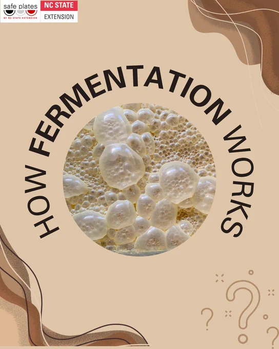 image content: 
1/4: how fermentation works
2/4: During fermentation carbohydrates (starches and sugars) in foods are turned into acids, gases and/or alcohol
3/4: Fermented foods are preserved because most tiny organisms that can cause spoilage and/or illness can't survive or grow in the higher acid environment
4/4:Popular fermented foods include pickles, yogurt, sauerkraut, kombucha and kimchi