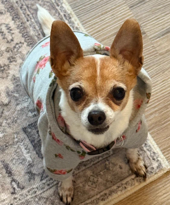 Chihuahua dog sitting on an area rug.