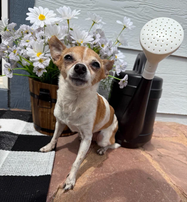 Chihuahua dog sitting next to a pot of daisies.