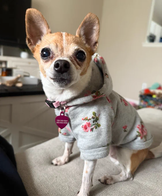 Chihuahua dog sitting on a couch, wearing a hoodie.