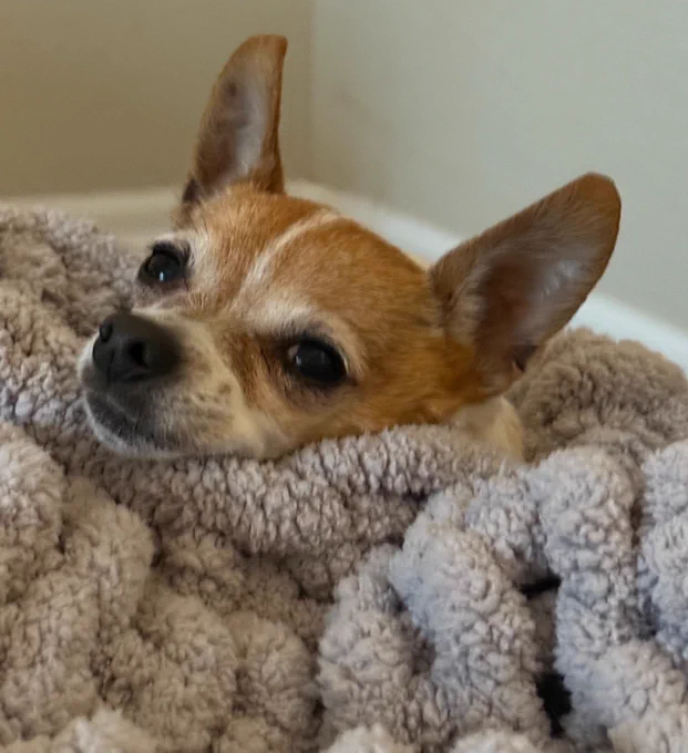 Chihuahua dog laying on a blanket.