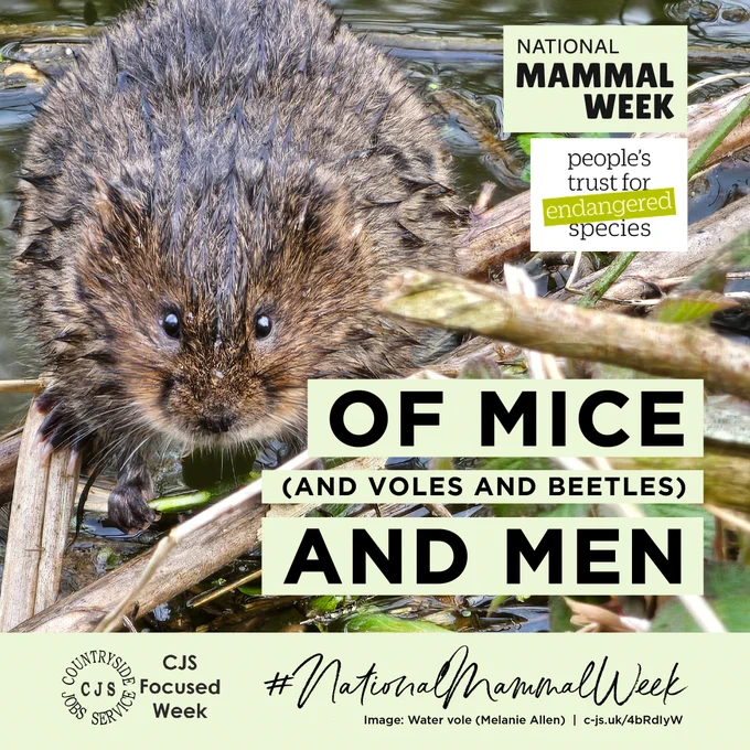 Image of a water vole, looking directly at the lens, on a riverbank