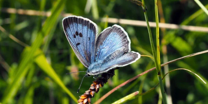 Large blue butterfly (c) David Simcox