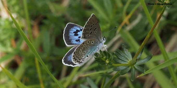 Large blue butterfly