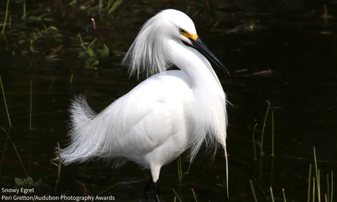 A photo of a Snowy Egret with fine plumes visible standing in the wetlands against a dark background. Credit: Peri Gretton/Audubon Photography Awards
