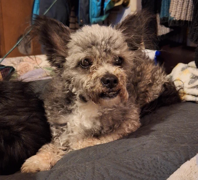 Curly, gray-furred pup, laying on a bed.