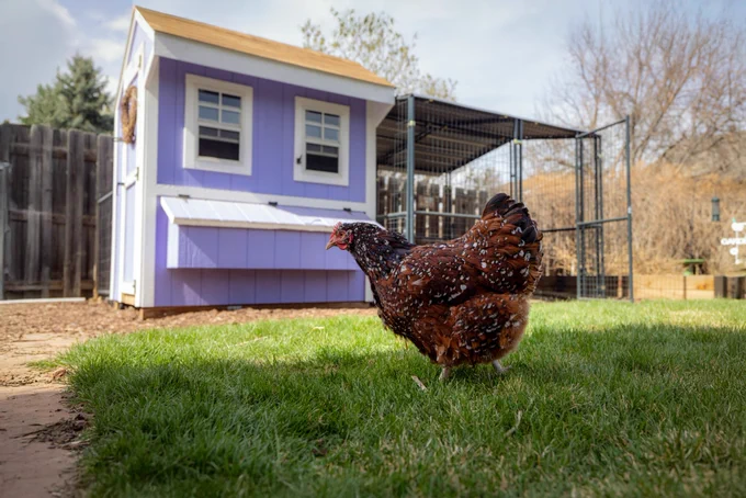 Speckled brown chicken walking on green grass in front of a small, purple chicken coop with white trim and an attached fenced enclosure in a backyard setting.
