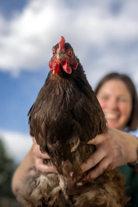 A chicken looking straight at the camera as it is being held by a C S U Extension professional who is blurred in the background.