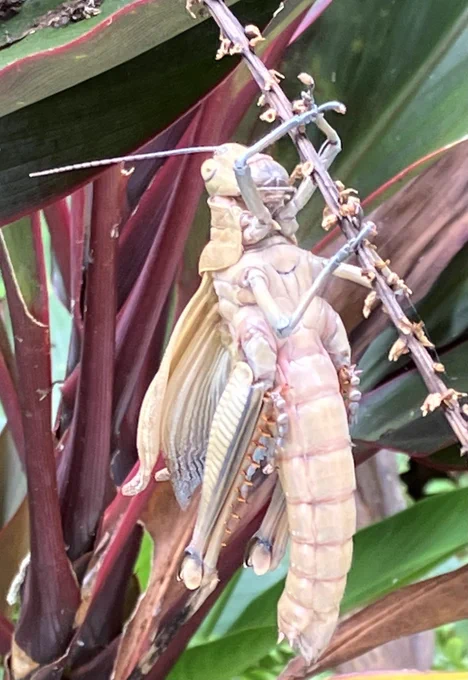 These giant Valanga grasshoppers are found in northern Australia. This female has just shed her skin and is getting used to her new skin. Adults have four wings and females are as large as 70mm to 90mm in length.