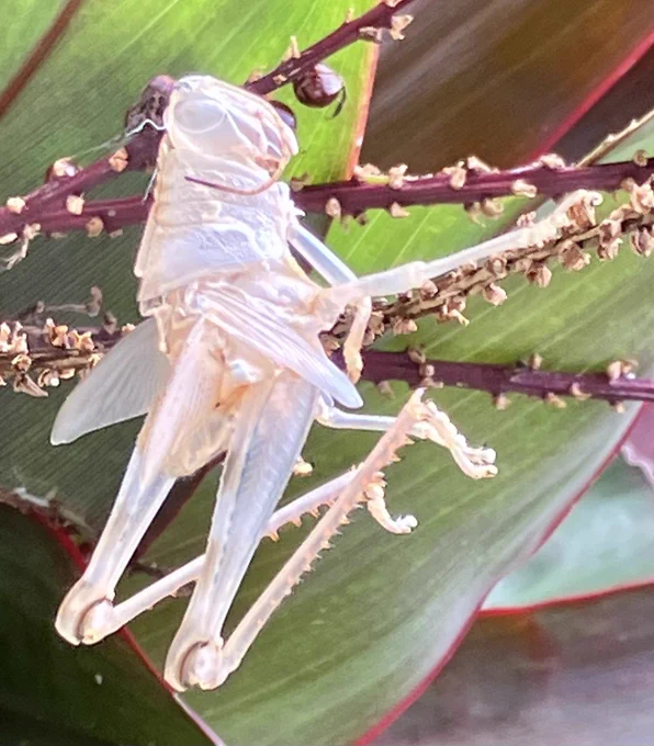 The young Yalanga grasshoppers shed their skin several times as they grow, eventually reaching adulthood. This is a photo of the old skin.