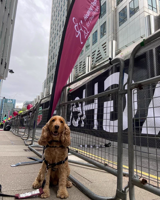 Golden Cocker Spaniel, Inca, sitting next to the running barriers infront of a burgundy Hearing Dogs For Deaf People event flag at London Marathon.