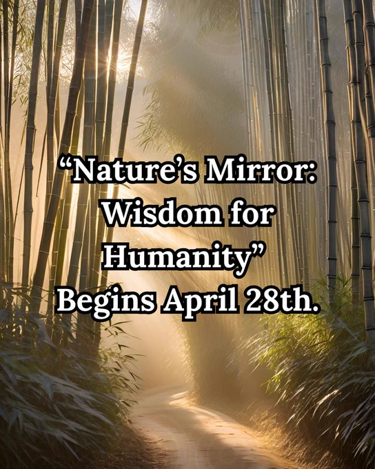 A serene pathway winds through a grove of tall bamboo stalks, their slender forms bathed in the golden light of a rising sun. Sunrays filter through the bamboo, casting a warm, ethereal glow and creating a misty, dreamlike atmosphere. The path, dappled with light and shadow, stretches into the distance, flanked by lush green foliage that sways gently in the morning breeze. At the center of the image, bold white text with a black outline reads, “‘Nature’s Mirror: Wisdom for Humanity’ Begins April 28th,” announcing an event with a sense of natural inspiration and anticipation.