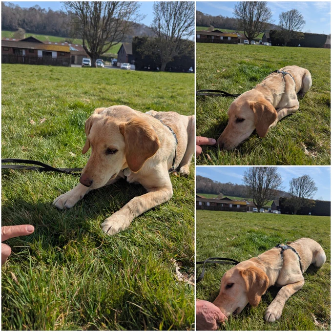 Three image collage of yellow Labrador, Gemma, laying in the sunshine on the grass. Left image shows Gemma's trainer pointing his index finger to indicate Gemma needs to wait for her treat in the grass. Top right shows Gemma sniffing where the treat is. Bottom right is Gemma munching on her treat.