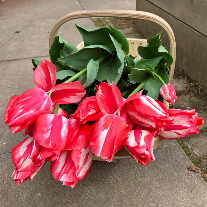 Tulipa 'Spryng Break' in a wooden trug