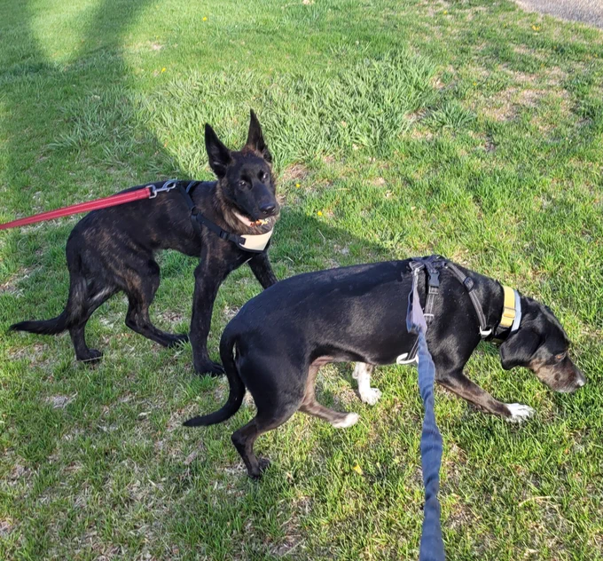 Two black dogs on leashes walking on grass.