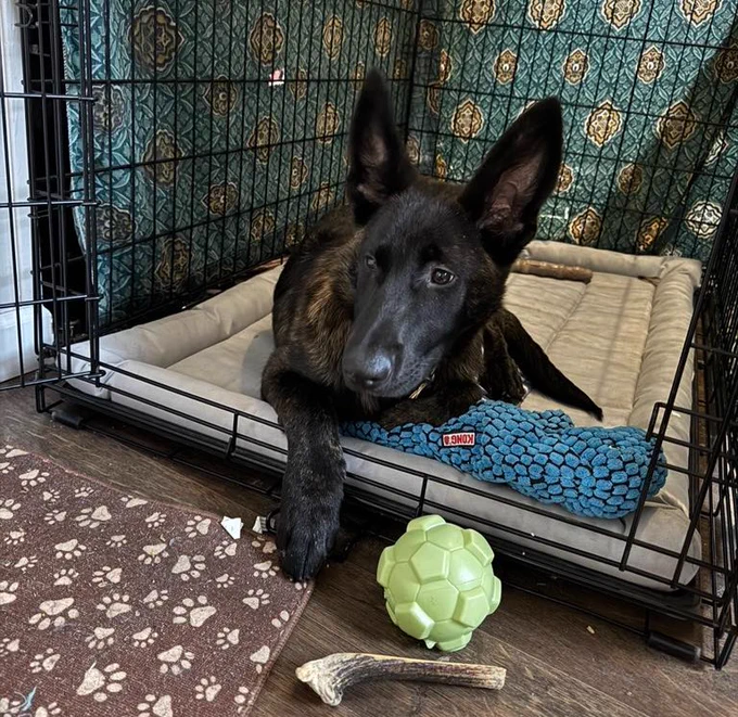 Black dog inside a kennel.