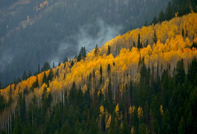 An image shows the bright yellow treetops in a forest in Utah. The bright yellow treetops curve downward toward the left and small, thin wisps of rain clouds linger over the tops in the center.

Credit: Bill Dunford