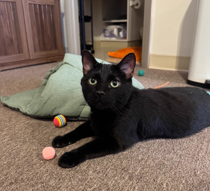 Black cat sitting on carpet.