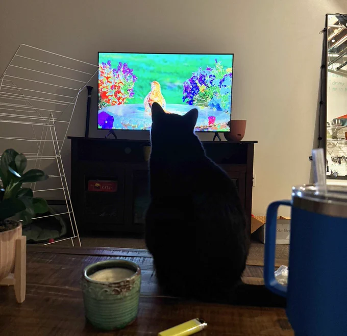 Black cat watching TV.