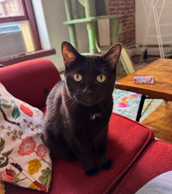 Black cat sitting on a red couch.