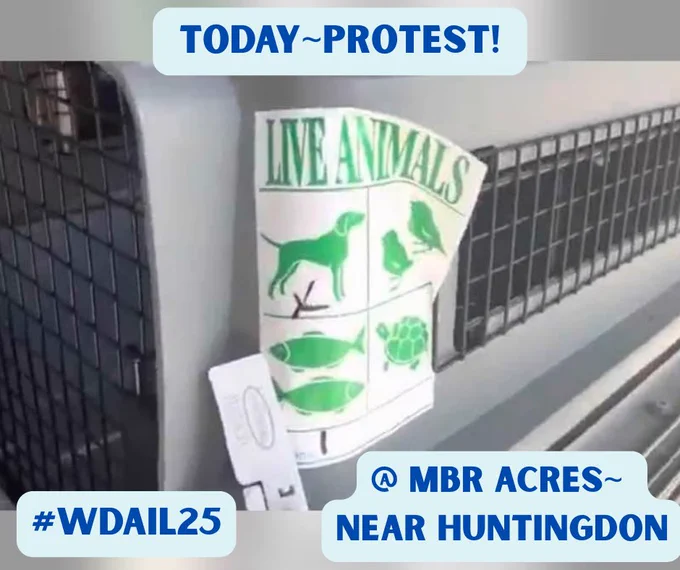 Image shows an animal crate, at Labcorp in Huntingdon, used for transporting animals to be poisoned to death.
The crate has a ‘live animals’ sticker attached to its side.
The image is advertising a protest at the dog breeders MBR Acres
