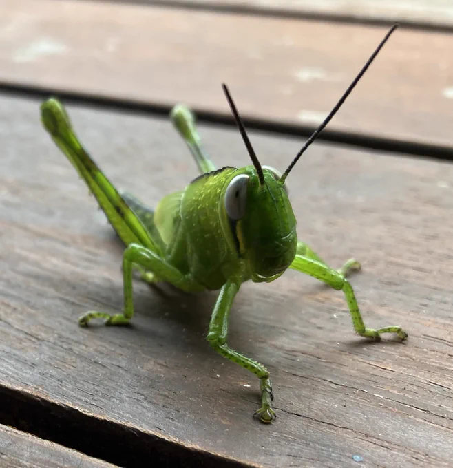 He’s looking at you!                       Juvenile Valanga Irregularis,            Giant grasshopper.                            Found in Far North Queensland. Green when young