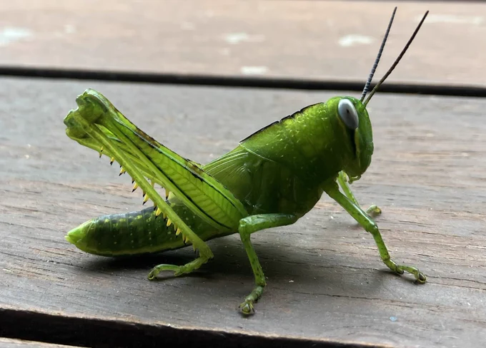 Juvenile Valanga Irregularis, Giant grasshopper.  Found in Far North Queensland. Green when young