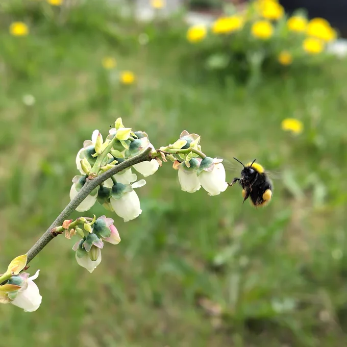 An small Early bumblebee worker (Bombus pratorum) in mid-flight, approaching white bell-shaped flowers on a blueberry bush. 