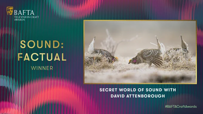 Designed graphic with teal, pink and red colours and a glass fluting effect with an image from ‘Secret World Of Sound With David Attenborough’ and the text reads ‘Sound: Factual Winner –  Secret World Of Sound With David Attenborough’ with the BAFTA Television Craft Awards logo in the top right hand corner.