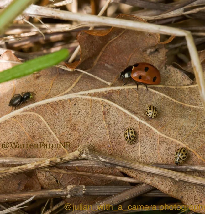 A close up of our rewilded meadow, a Heliophilus Spider, a 7 Spot Ladybird & three 16 Spot Ladybirds look like they are holding an important meeting together.
