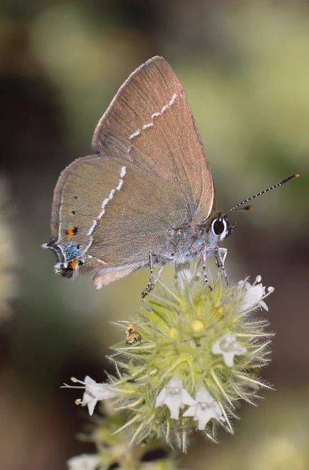 Blue-spot Hairstreak (Satyrium spini) © Clive Burrows
