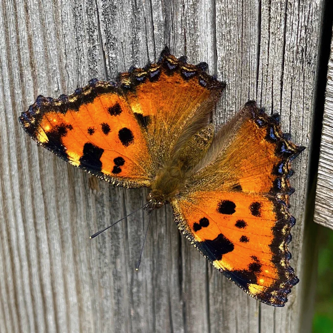Large Tortoiseshell (Nymphalis polychloros) © Clive Burrows
