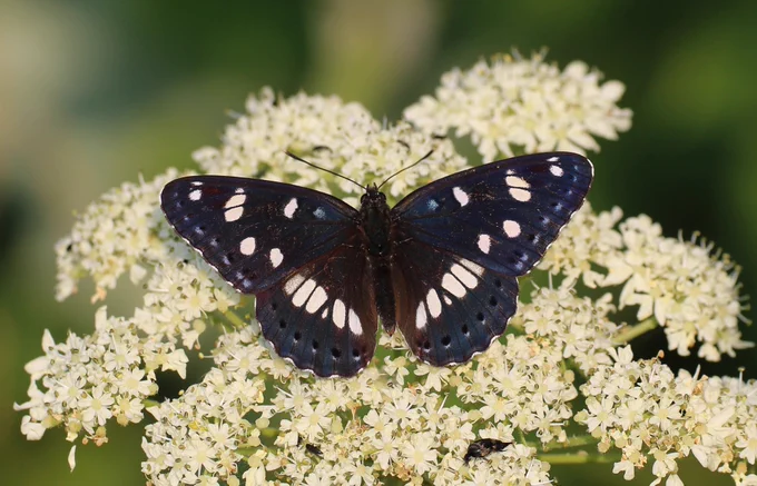 Southern White Admiral (Limenitis reducta) © Clive Burrows