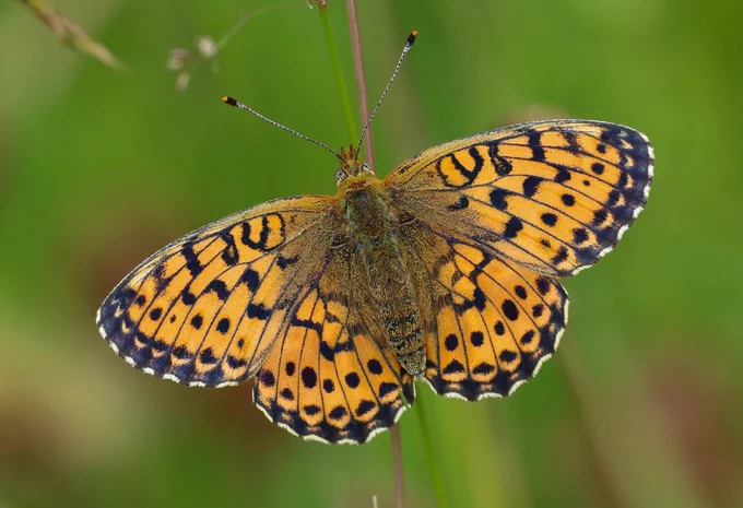 Marbled Fritillary (Brenthis daphne) © Clive Burrows
