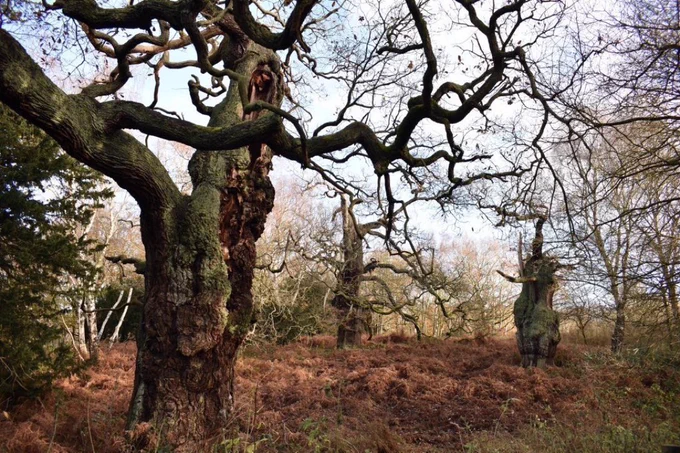 Old oak tree with twisted branches in autumn woodland of ancient oaks