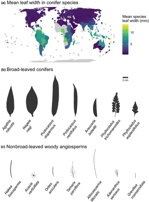 Global distribution of conifer leaf widths and silhouettes of both broad-leaved conifers and nonbroad-leaved woody angiosperms. 