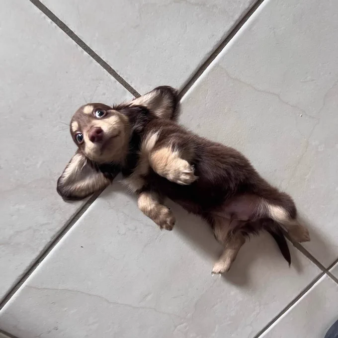 a brown and tan dachshund puppy lays on their back on a tile floor. the puppy is so small that he's the same length as one tile. his ears are splayed out on either side, his paws tucked in to his chest, and his eyes wide with terror. please show him mercy, we're begging you!