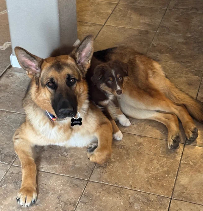 German shepherd dog sitting next to an Australian shepherd puppy.