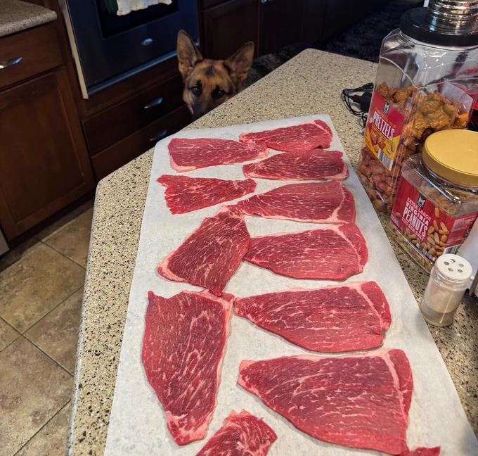 German shepherd dog sitting next to a counter with several raw steaks on it.