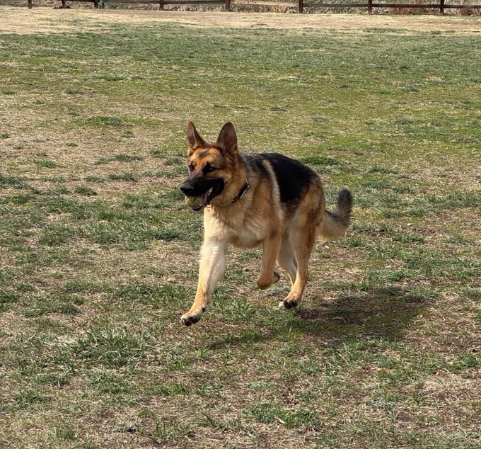 German shepherd dog running on grass.