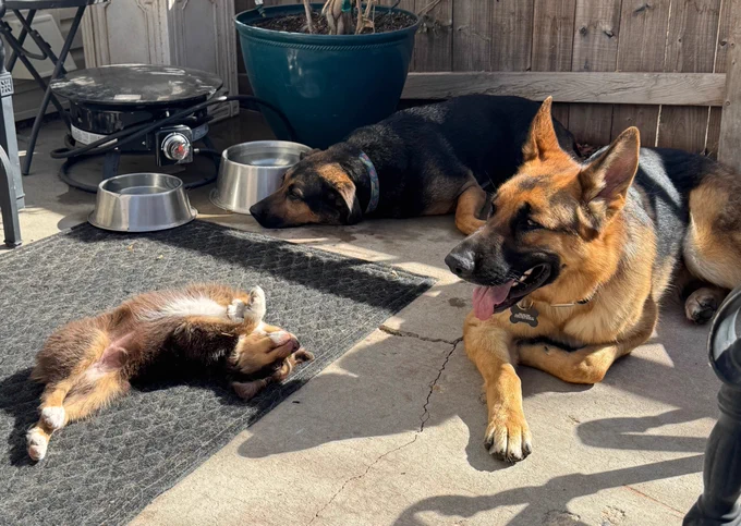 German shepherd dog sitting next to another shepherd dog and an Australian shepherd puppy.