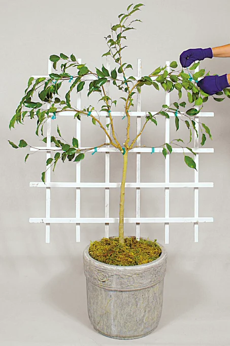 Espalier is a simple training technique for growing supple young trees, pruned to a single plane, creating a flat, rounded canopy. As they grow, the wood stiffens their branches, and they retain the shape in which their branches were directed and held by elastic grafting tape. When set, the lattice may be removed entirely, leaving the espaliered tree to stand as a sculpture, taking up little space against a wall, or used as a divider. Learn more at the link.🌿
©2001 by Dolezal & Associates. All Rights Reserved. grownbyyou.com 